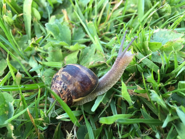 Michael Kremer-My Home is always with me 